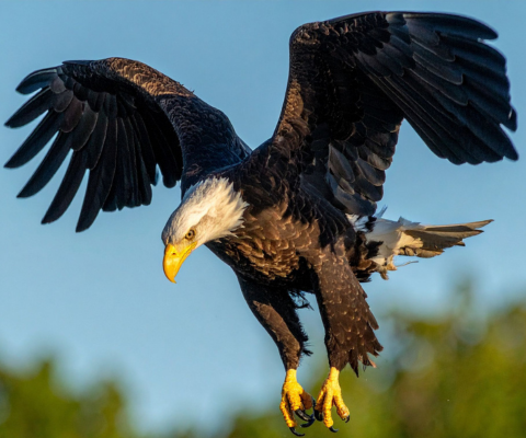 Chilkat Bald Eagle Raft Trip and Wildlife Viewing