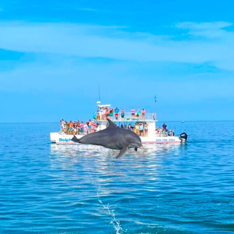 Dolphin Playground and Snorkel Adventure