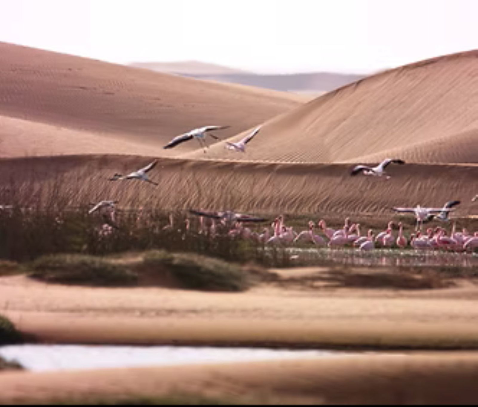 Swakopmund Desert Discovery: Dunes, Moonlandscape and Living Fossils