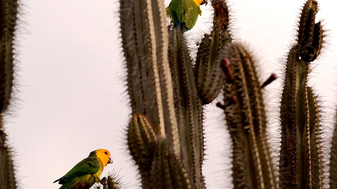 South Bonaire Tour