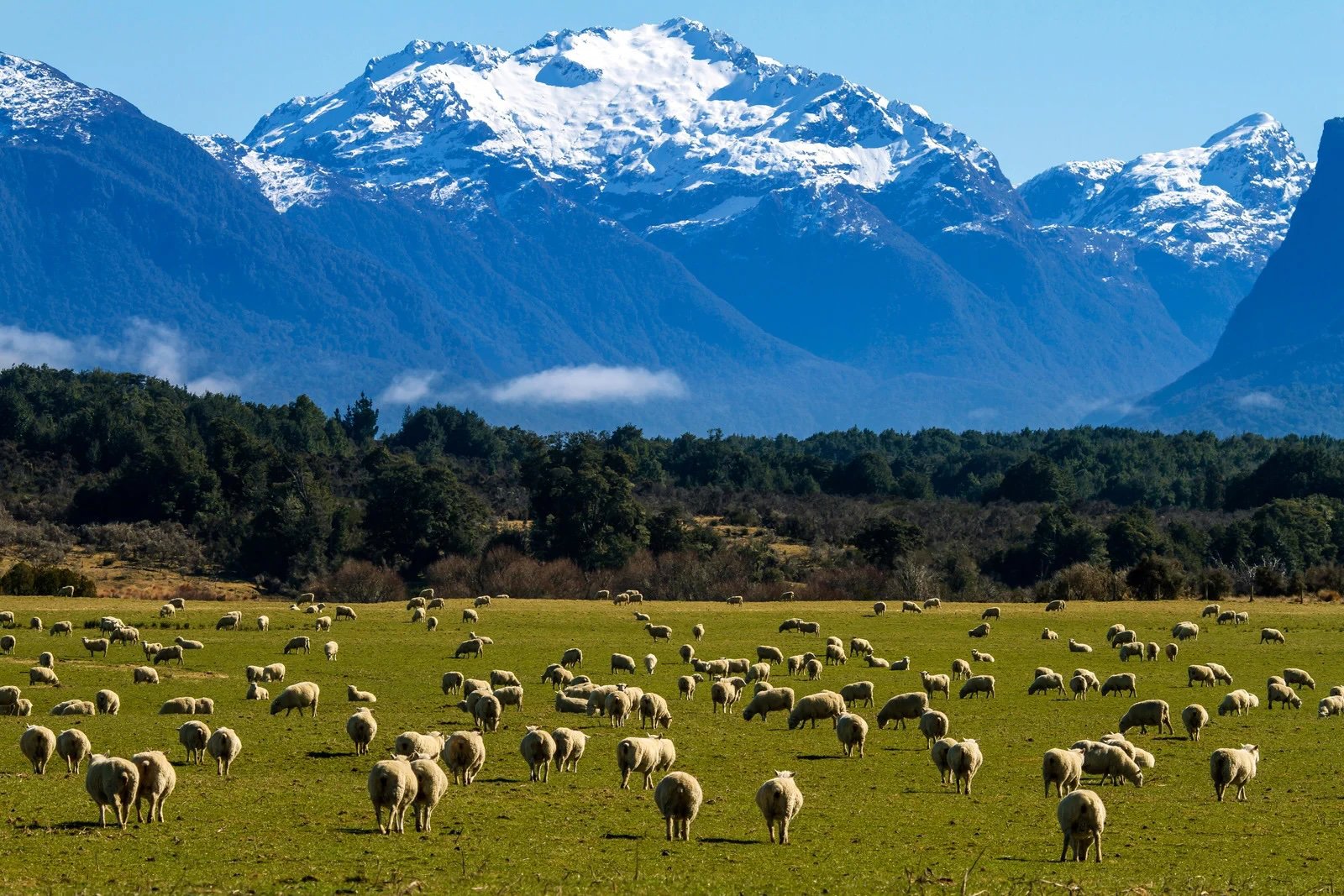Arthurs Pass Excursion and Farm Tour 