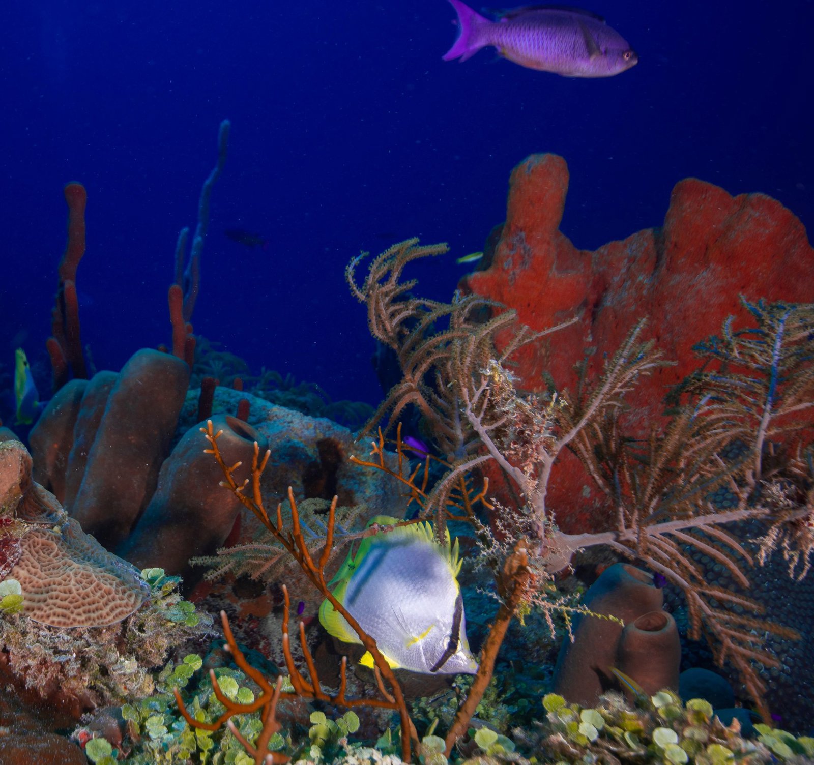 Discover Scuba Diving on the Mesoamerican Reef – The Perfect First Dive Adventure