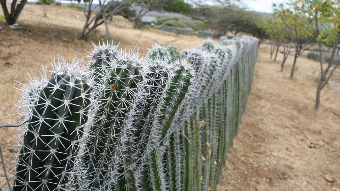 Northern Bonaire Nature Tour