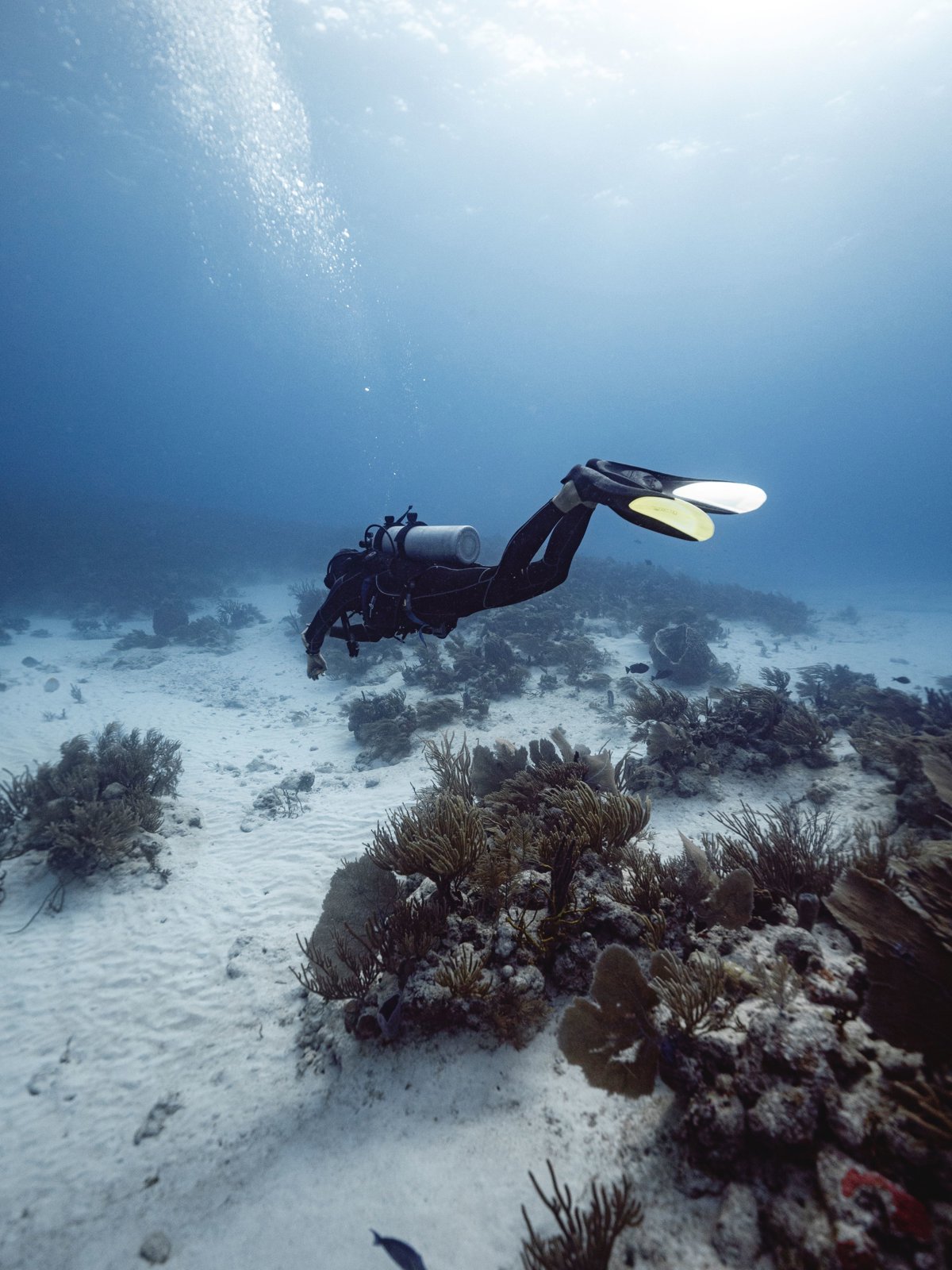 Discover Scuba Diving on the Mesoamerican Reef – The Perfect First Dive Adventure