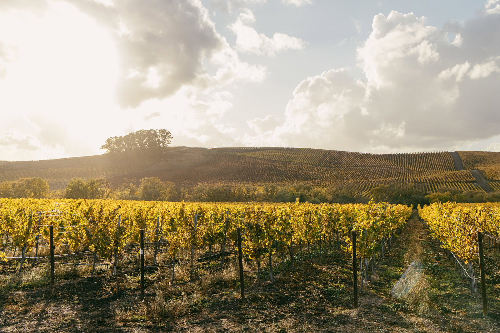 Ultimate Napa and Sonoma Wine Country Tour – Immersive Tasting Experience
