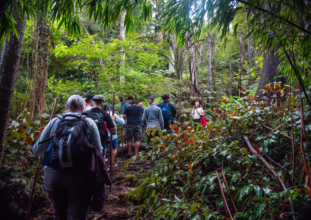 Kona Nature and Culture Tour: Cloud Forest, Coffee Tasting and Turtle Spotting