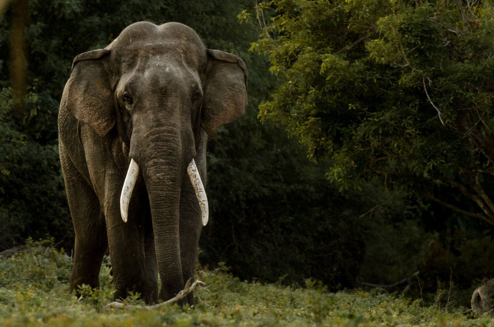 The Best of Hambantota: Exclusive Small Group Yala National Park