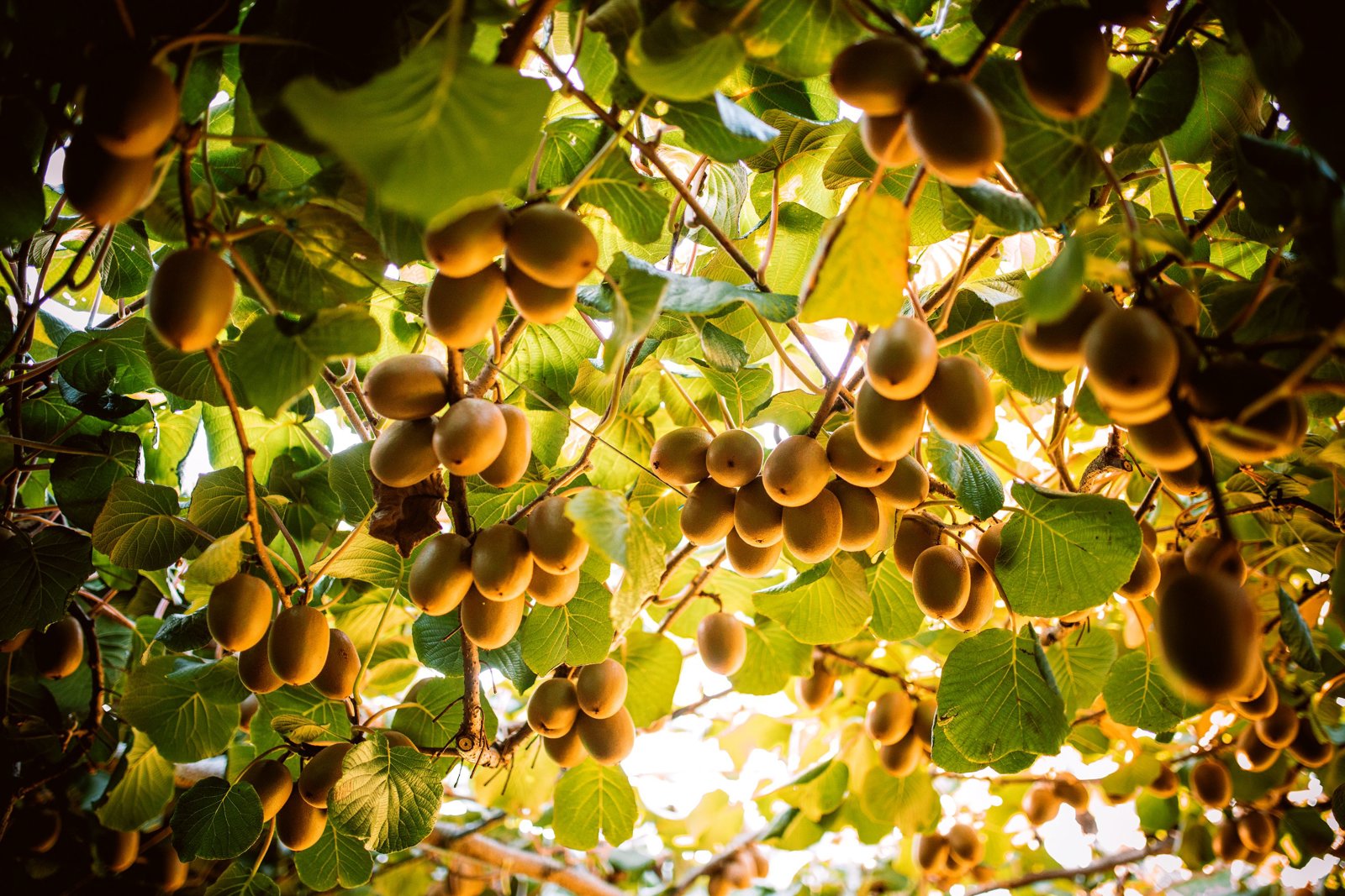Tauranga in a Snapshot: Culture, Coastlines and Kiwifruit