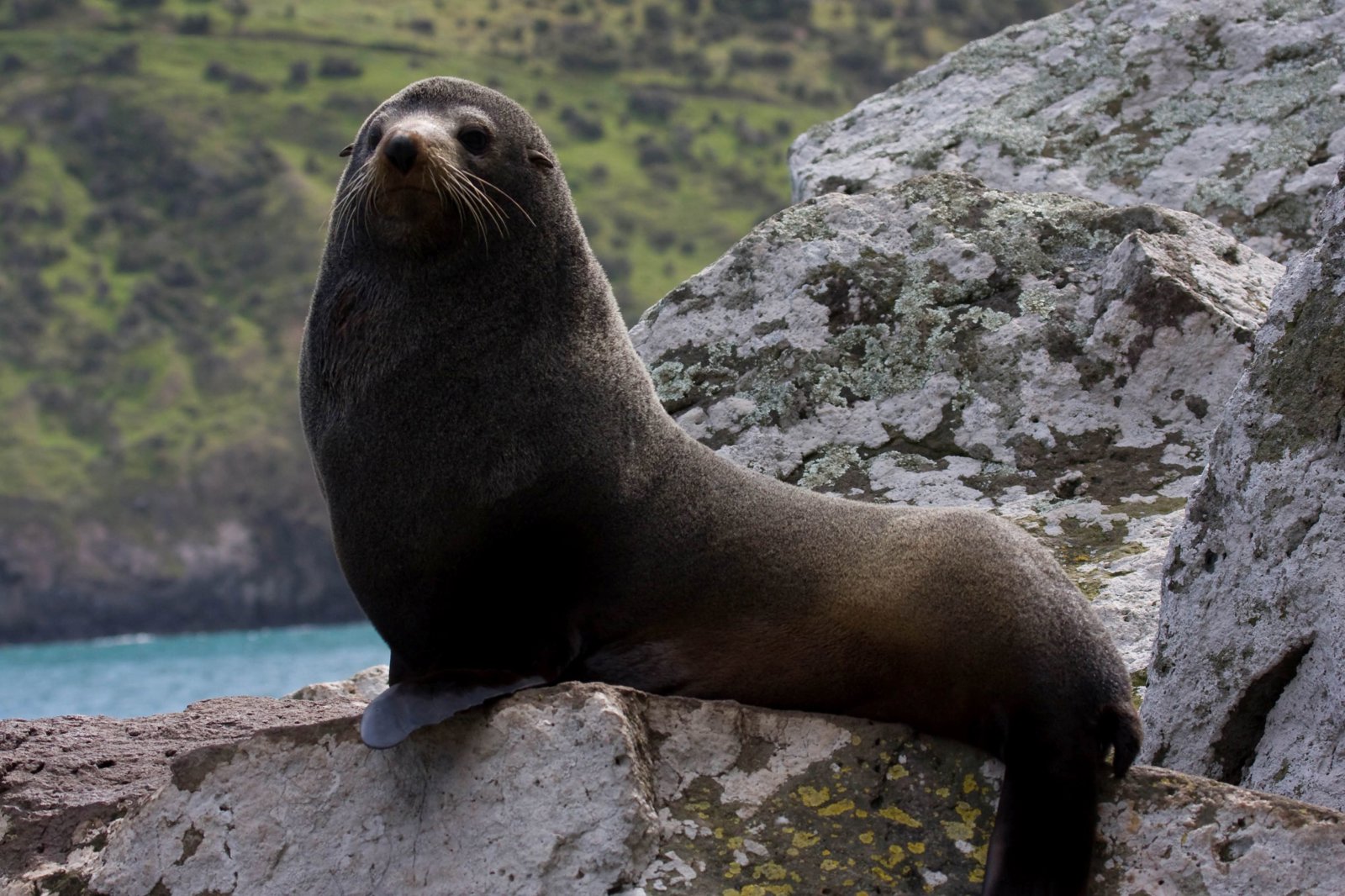 Akaroa Scenic Nature and Wildside Discovery Tour