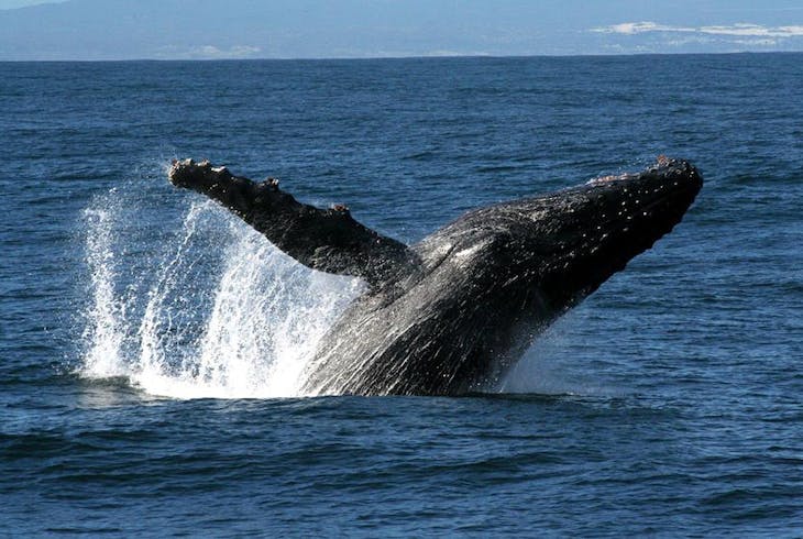 Hilos Hamakua Coast Seasonal Whale Watching