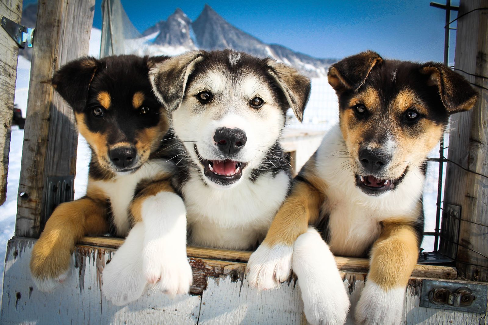 Helicopter and Dog Camp Experience in Skagway