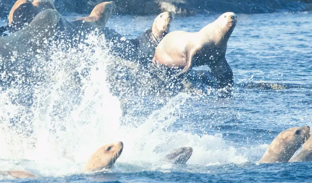 Whale Watching in Victoria by Covered Boat