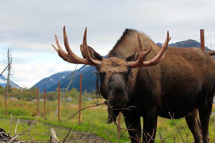 Half Day Tour and Transfer from Seward Cruise Port by Motorcoach to Anchorage Airport/Hotel
