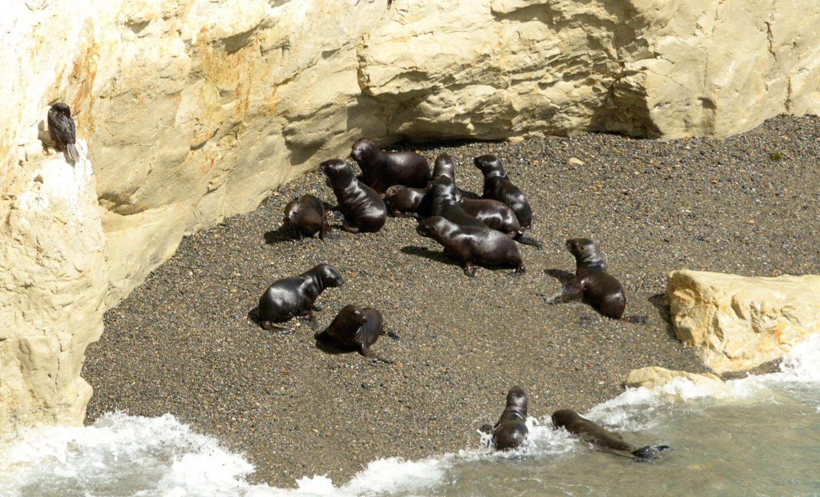 Sea Lion Snorkeling Experience at Punta Loma Natural Reserve
