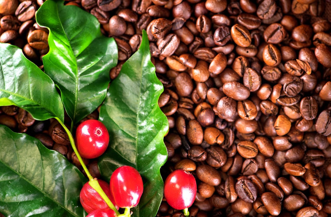 Brewed in History: Kona Coffee and Sea Turtle Trails