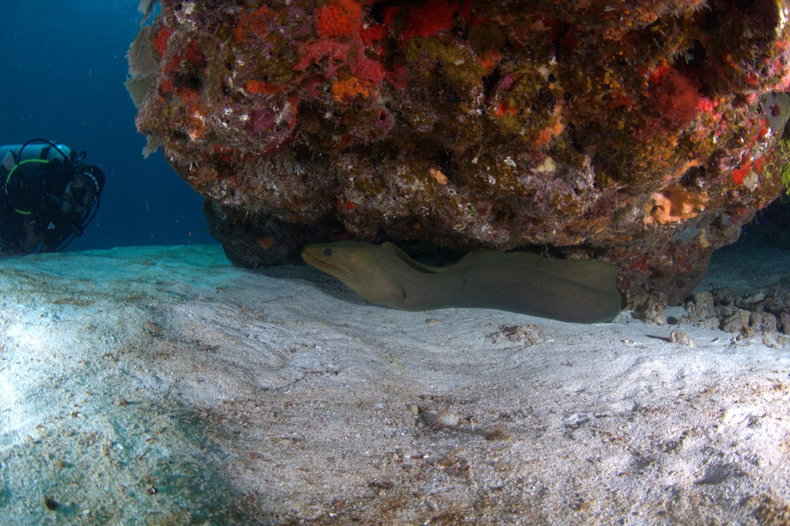 Reef Snorkel in Costa Maya