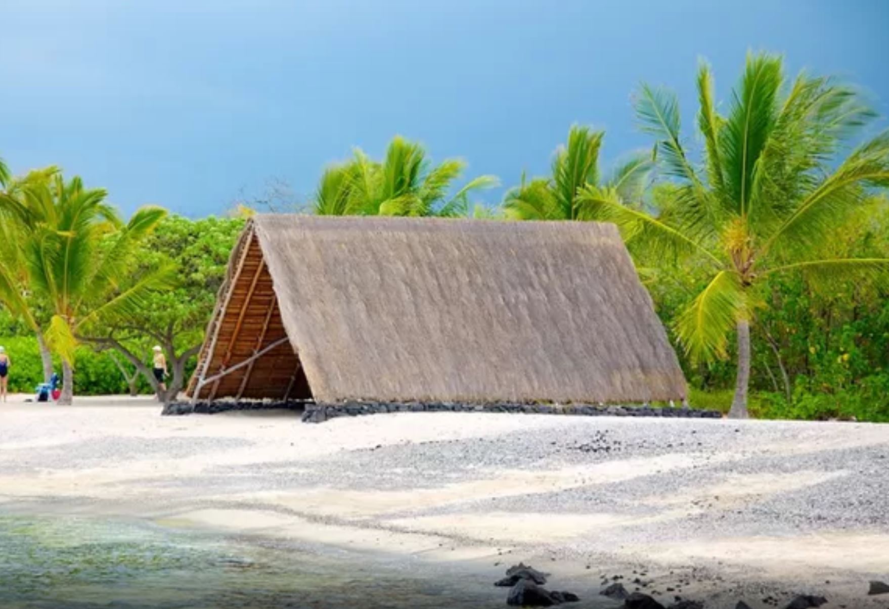 Brewed in History: Kona Coffee and Sea Turtle Trails