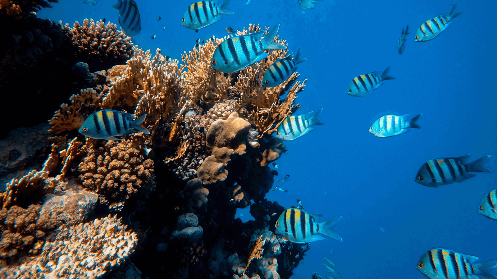 Snorkelers Cove Express Tour