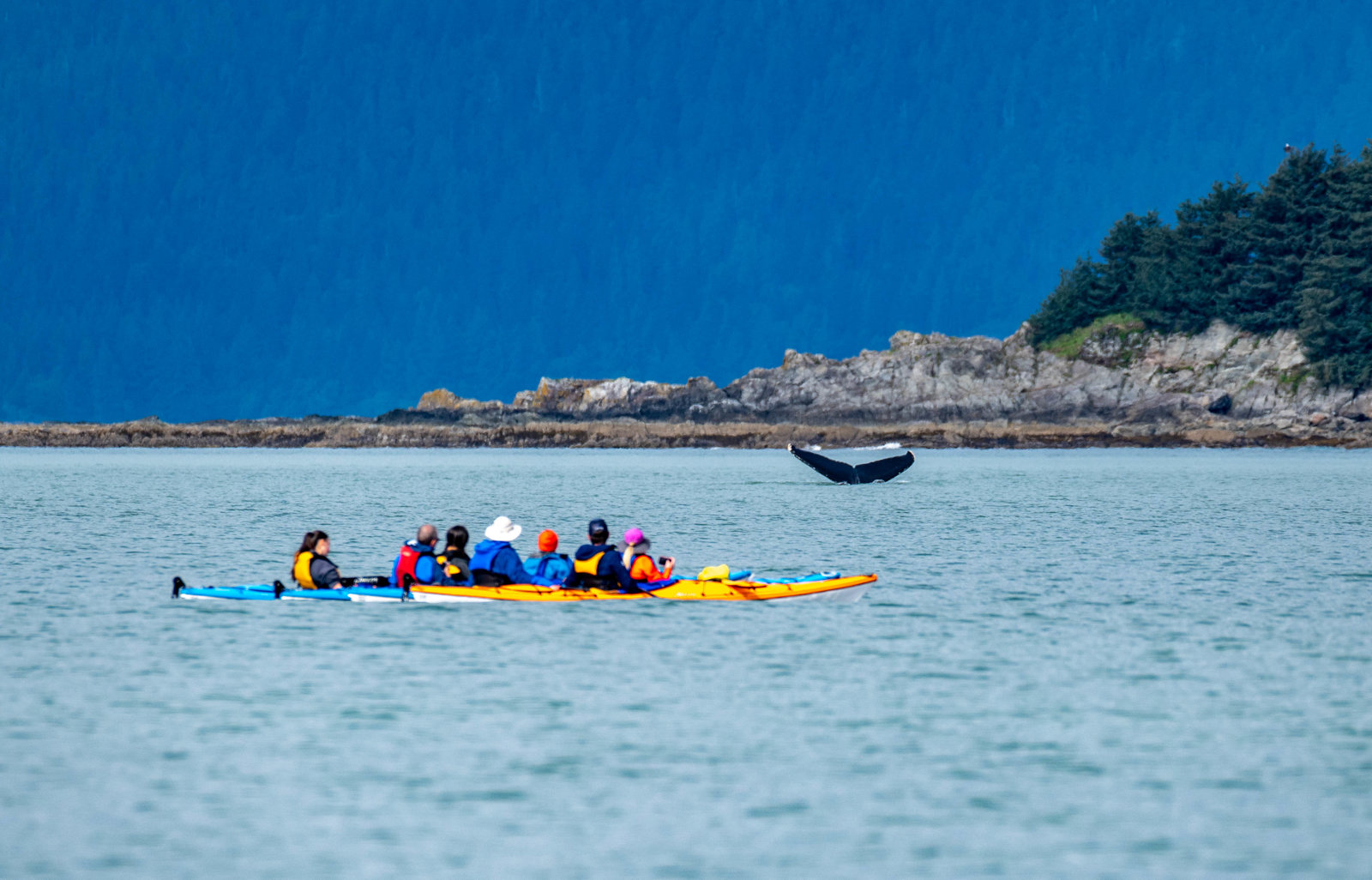 Kayaking and Humpback Whales Viewing