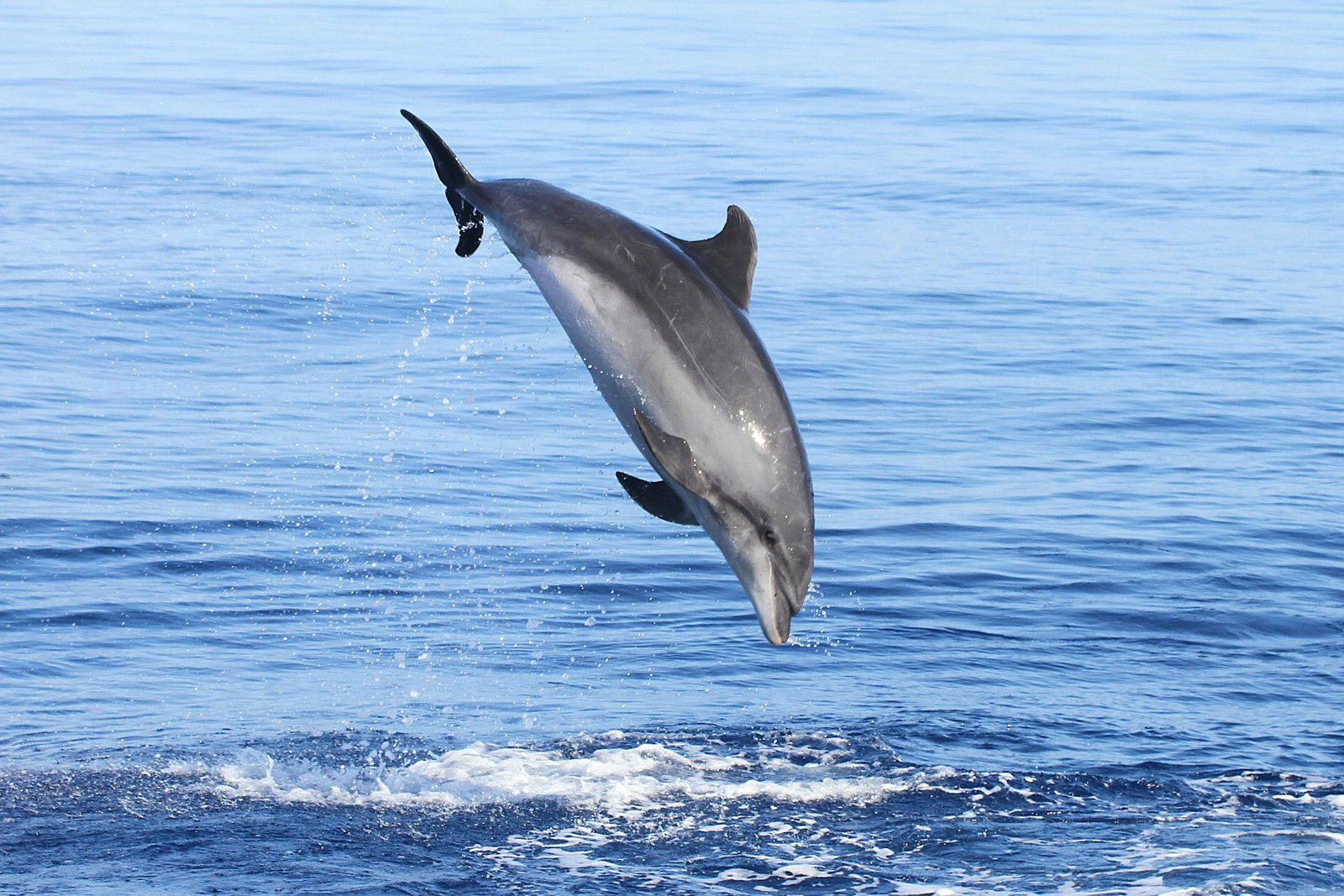 Atlantic Catamaran Tour: Whale and Dolphin Viewing 