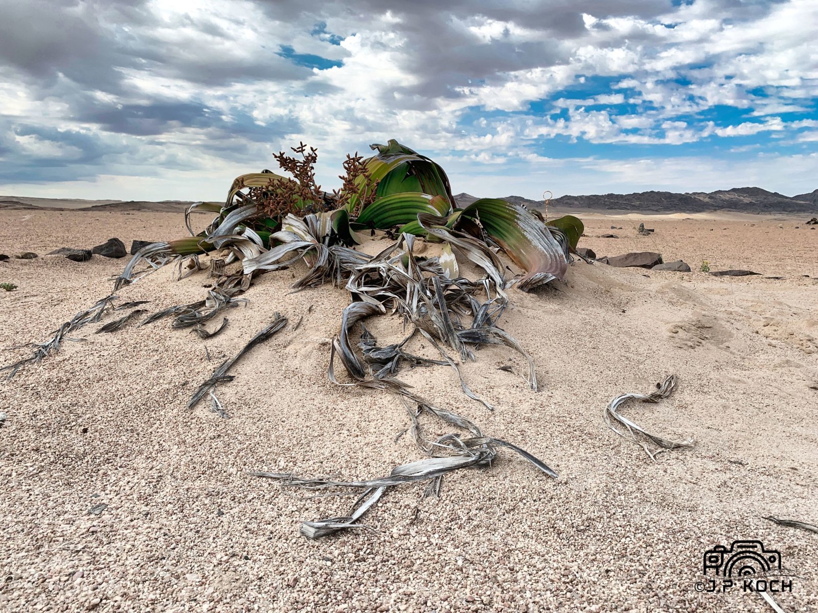 Swakopmund Desert Discovery: Dunes, Moonlandscape and Living Fossils