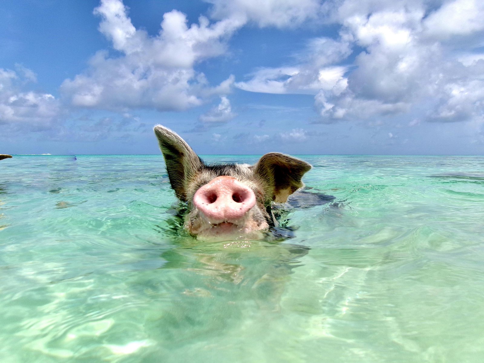 Swim With The Pigs and Island Escape with Bahamian Lunch
