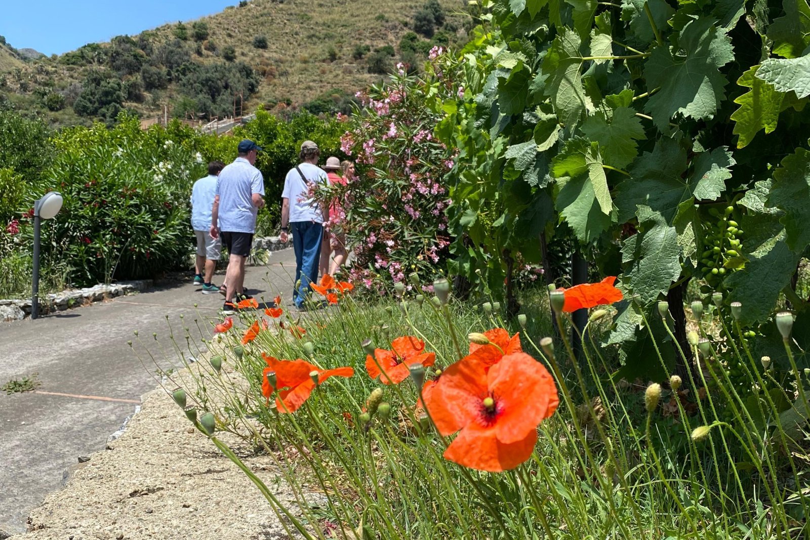 Messina Historic Center and Sicilian Winery Experience with Panoramic Strait Views