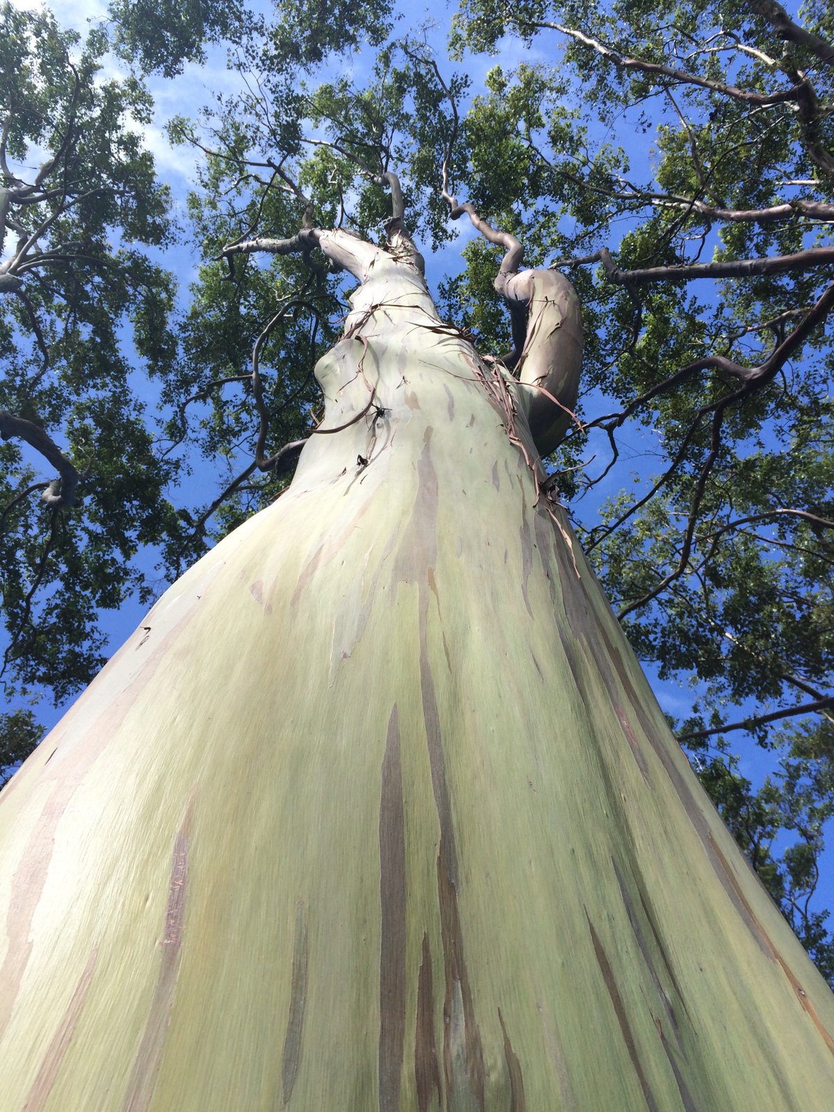 Private Road to Hana Highlights: Waterfalls, Views and More