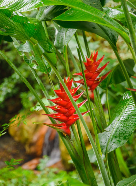 Soufriere Island Delight