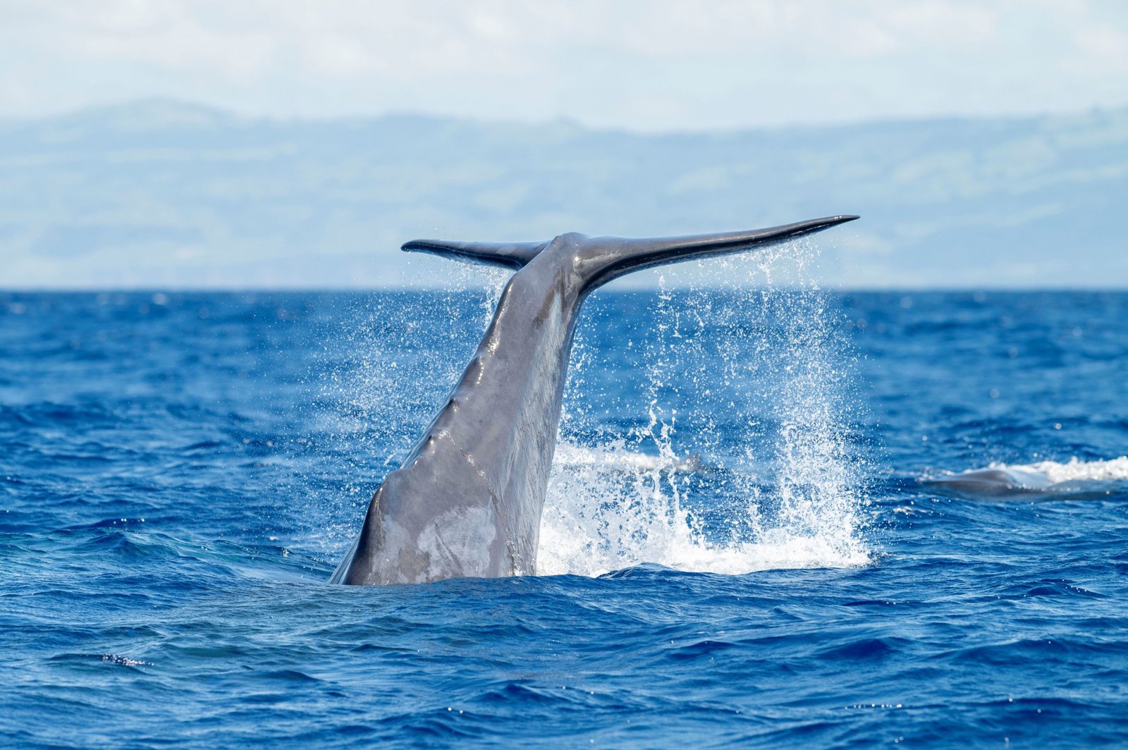 Atlantic Catamaran Tour: Whale and Dolphin Viewing 