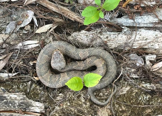 Southern Everglades with Boat Ride and 3 Hikes