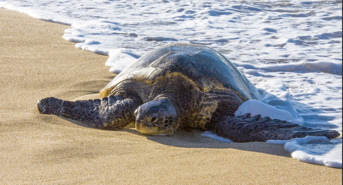Brewed in History: Kona Coffee and Sea Turtle Trails