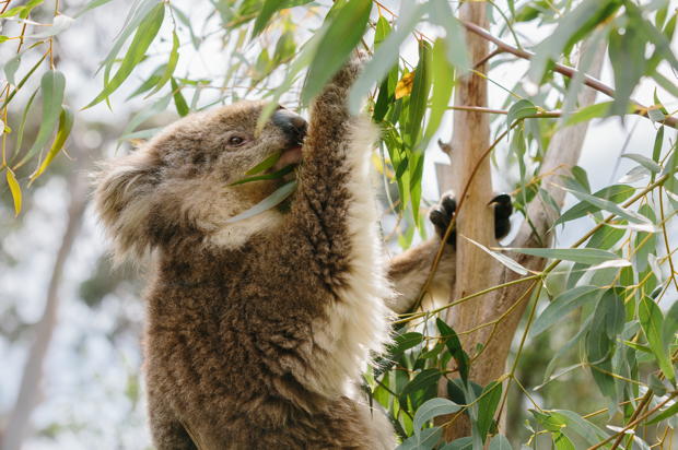 Melbournes City Highlights, Wildlife and Brighton Beach Tour