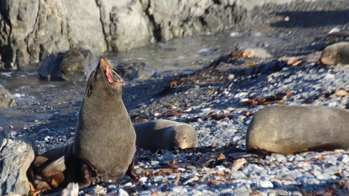 Seals and Sightseeing Tour