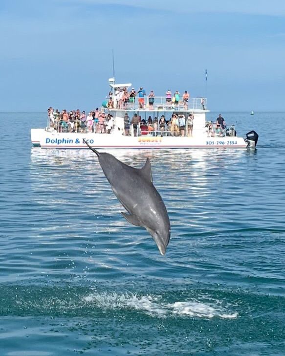 Dolphin Playground and Snorkel Adventure