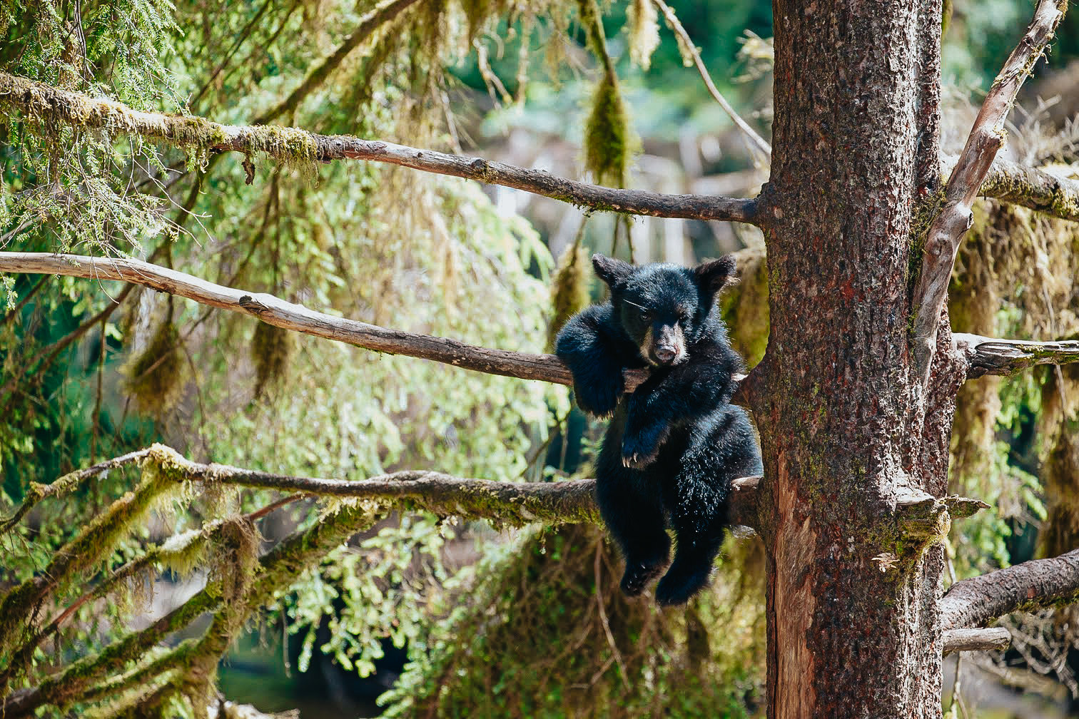 Bear Viewing and Wildlife Search