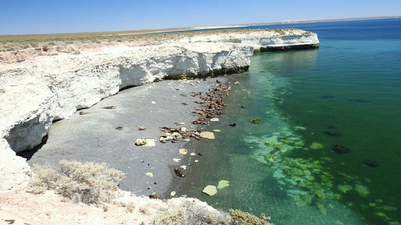 Puerto Madryn City Highlights and Punta Loma Sea Lion Reserve