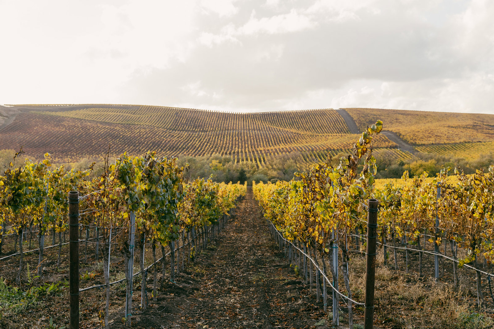 Ultimate Napa and Sonoma Wine Country Tour – Immersive Tasting Experience
