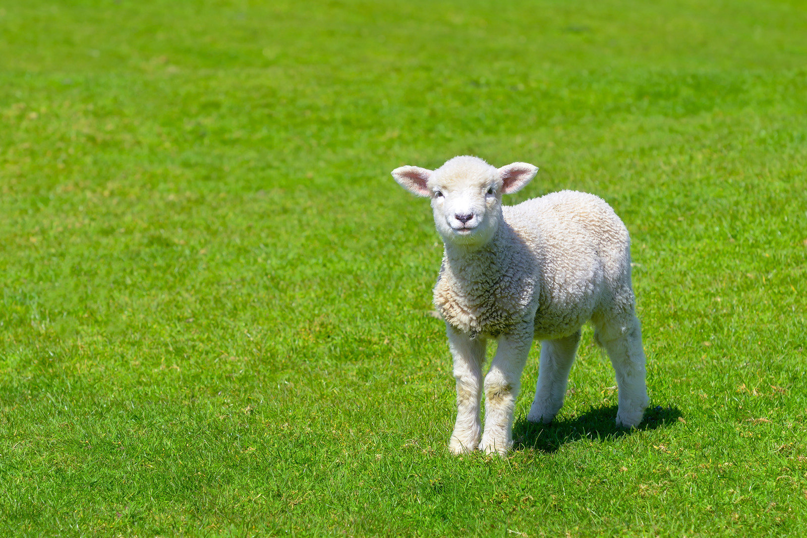 Christchurch Sightseeing: Sheep Farm Tour Plus Afternoon Tea