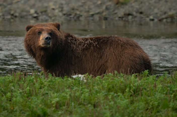Flightseeing and Hiking - Brown Bear Viewing
