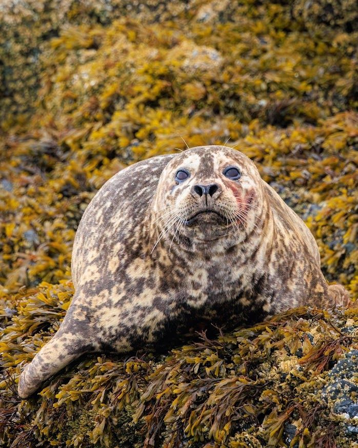 Discover Wildlife Viewing and Whale Watching