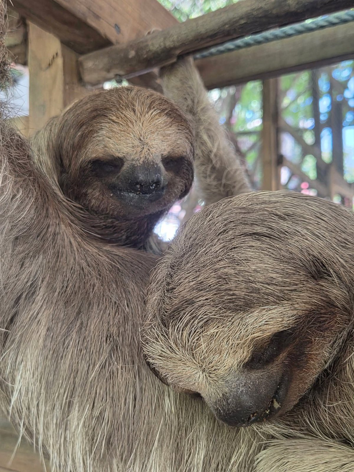 Brady's Cay Day Pass with Snorkeling plus Monkeys and Sloth Park Visit