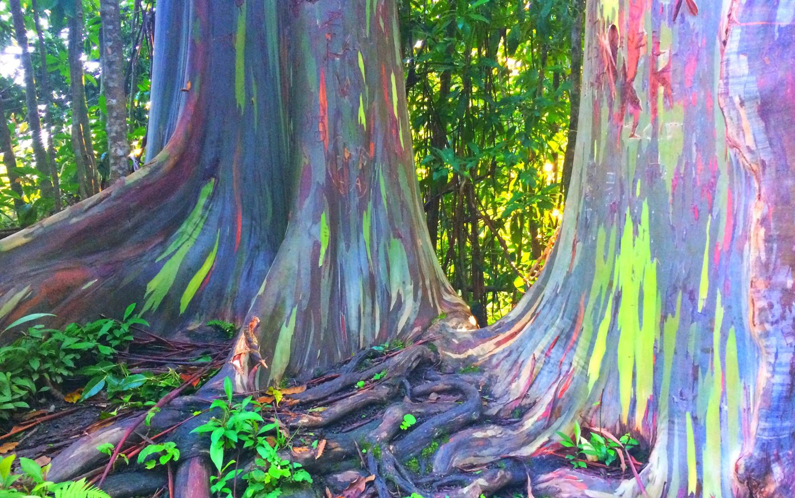 Kona Nature and Culture Tour: Cloud Forest, Coffee Tasting and Turtle Spotting