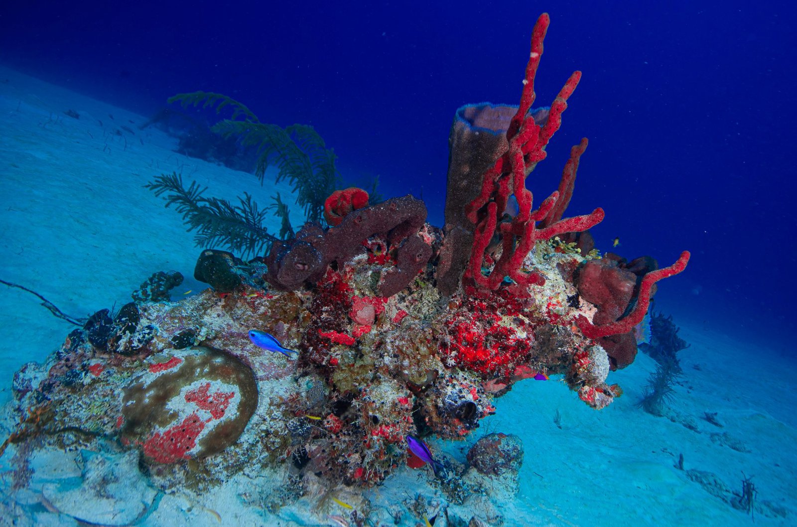 Discover Scuba Diving on the Mesoamerican Reef – The Perfect First Dive Adventure