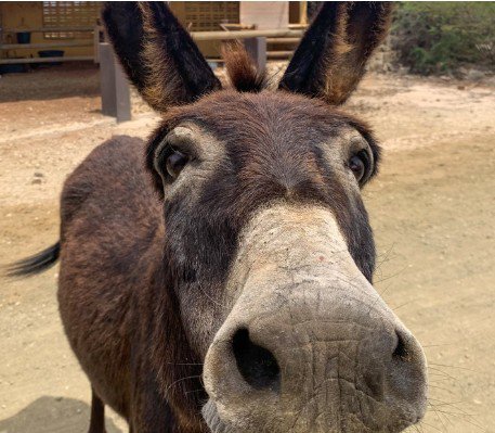 Bonaires Donkey Sanctuary and Sightseeing