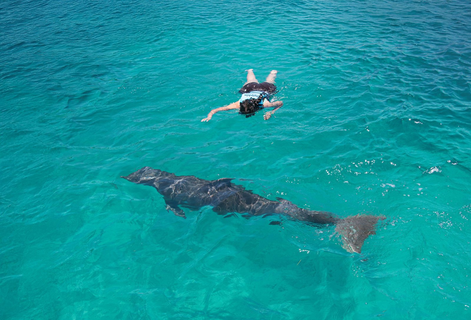 Swim With the Dolphins in Cozumel - The Royal Swim
