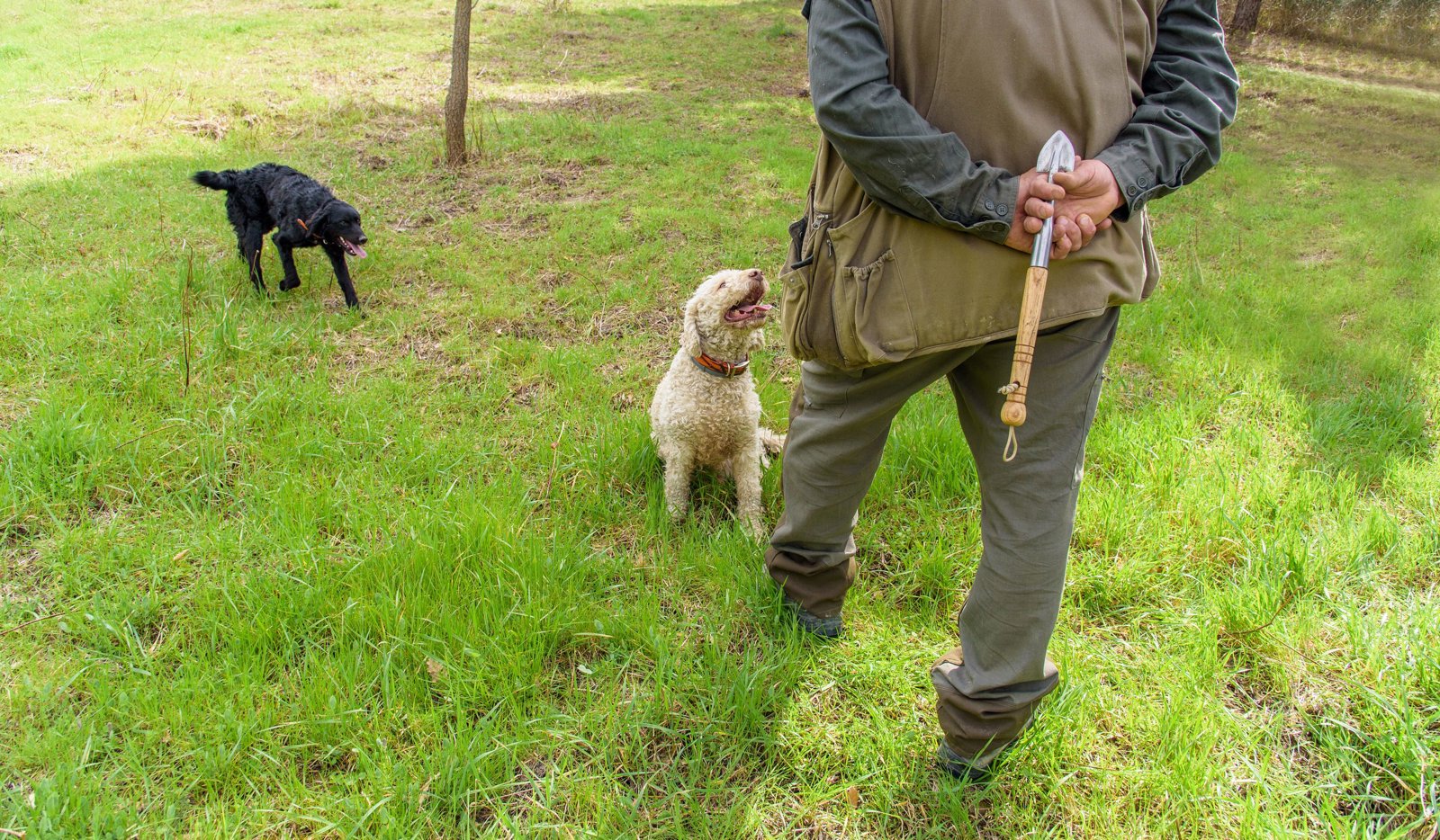Tuscan Countryside Truffle Adventure and Feast