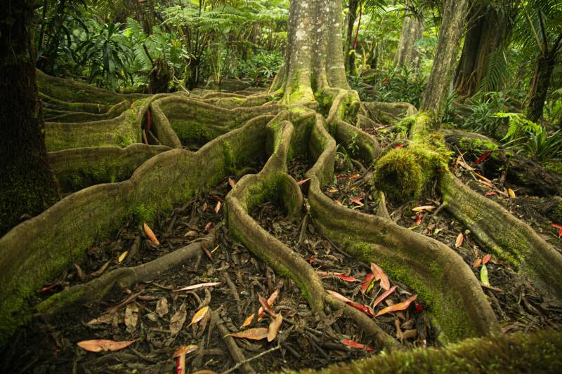 Kona Nature and Culture Tour: Cloud Forest, Coffee Tasting and Turtle Spotting
