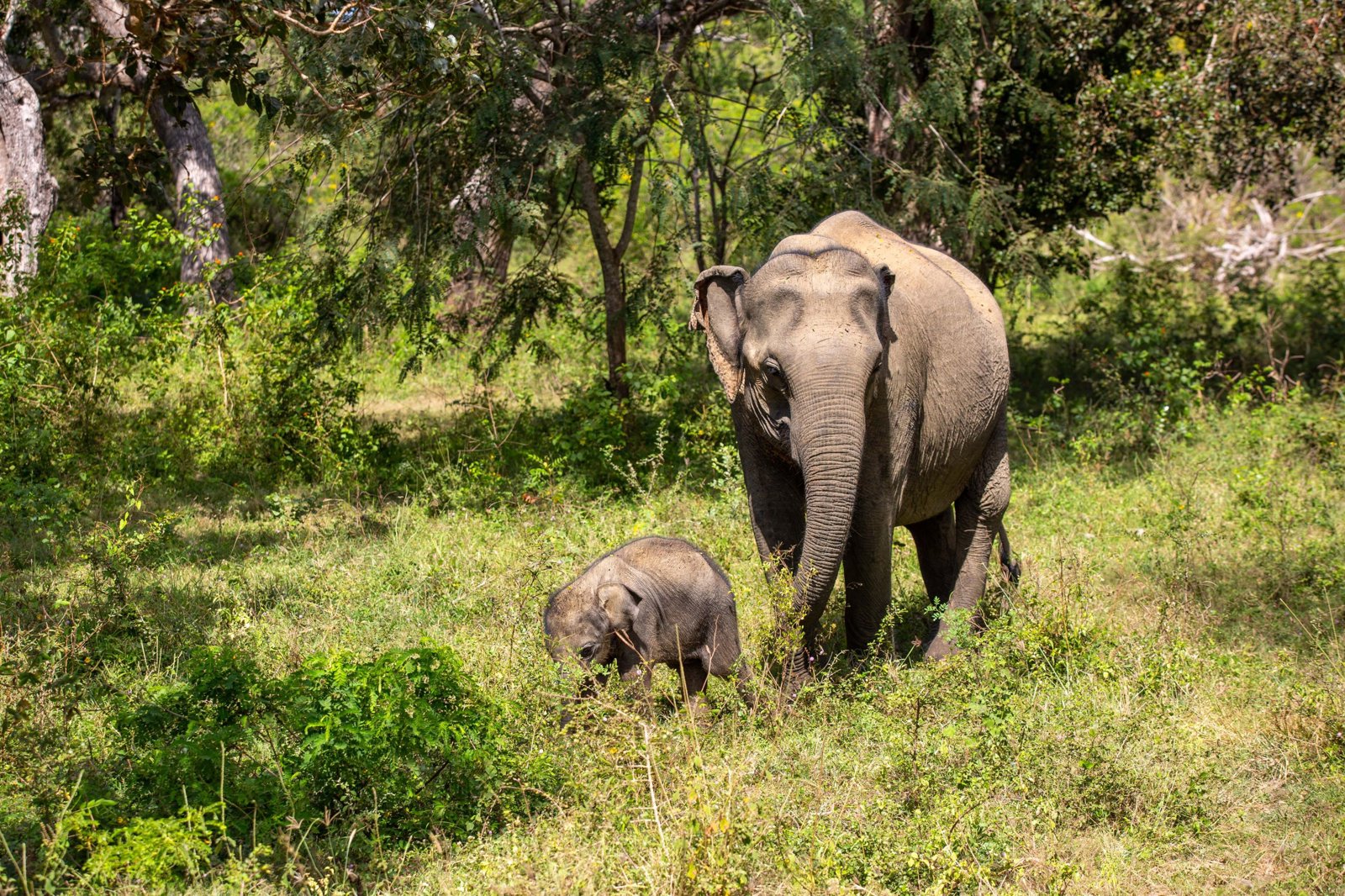 Private Yala National Park and Kataragama Temple Visit Plus Lunch