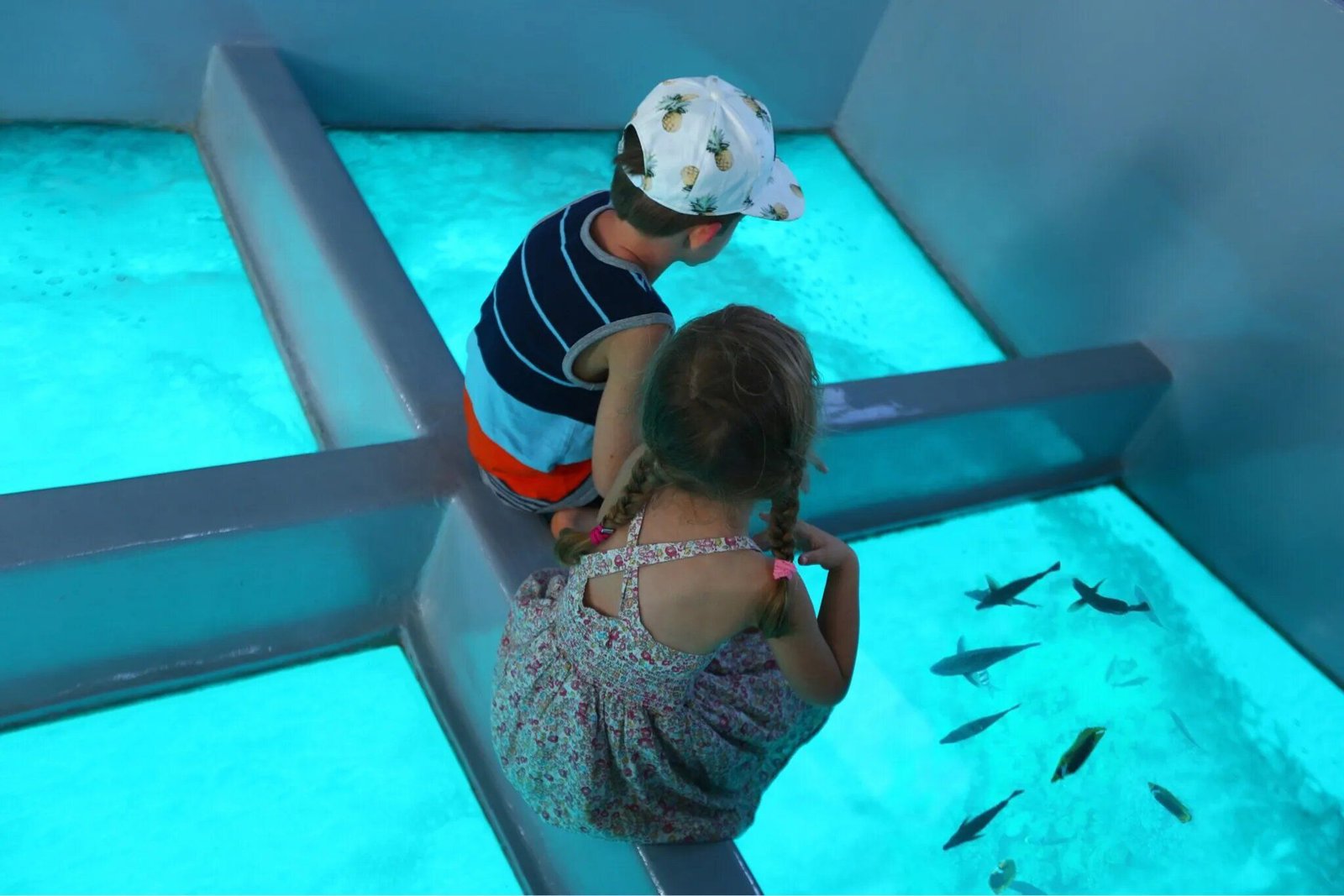 Red Sea Glass-Bottom Boat Experience